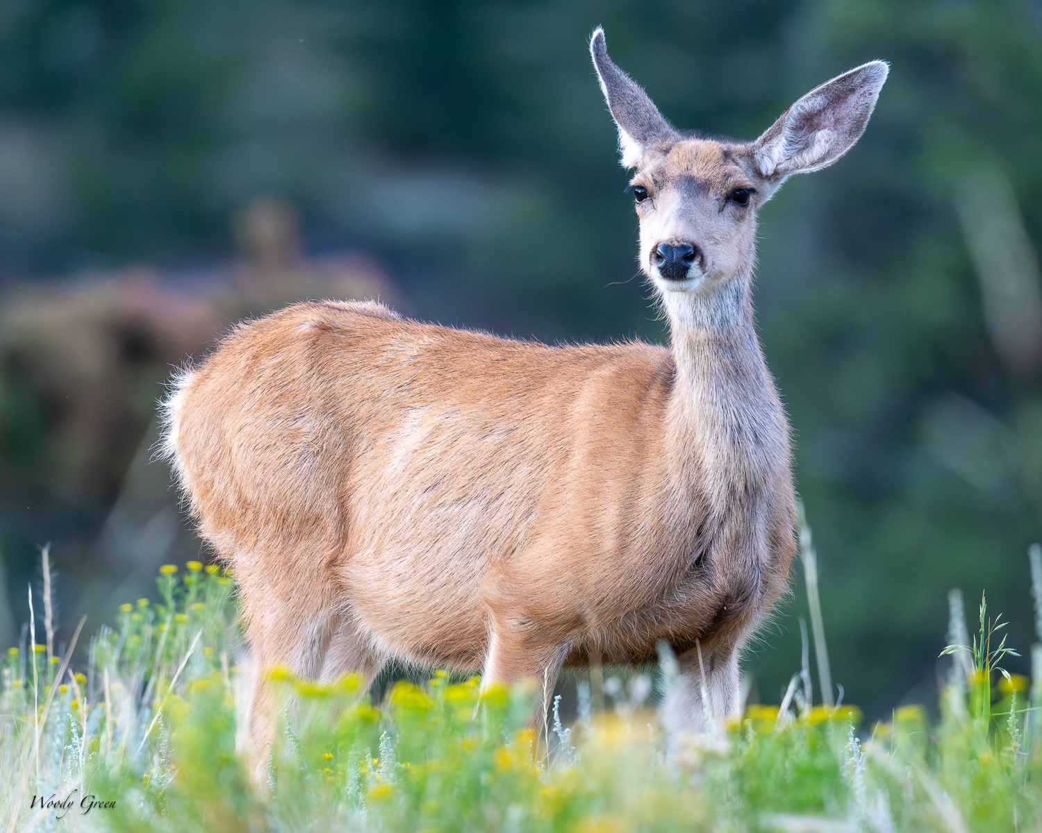 doe-286.jpg