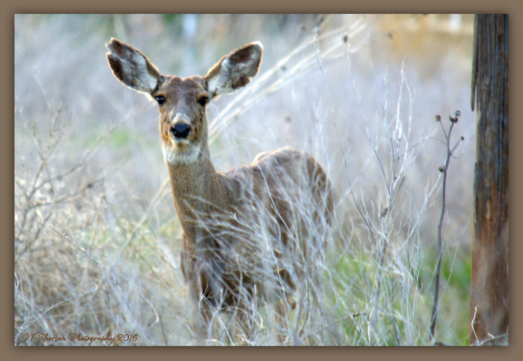 Doe 4-9-2016.jpg