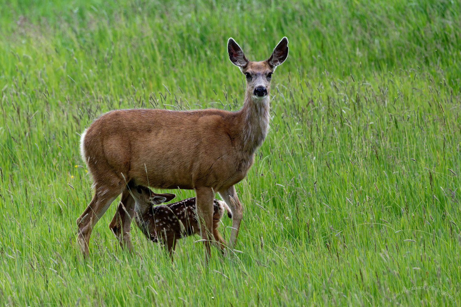 Doe and Fawn.jpg