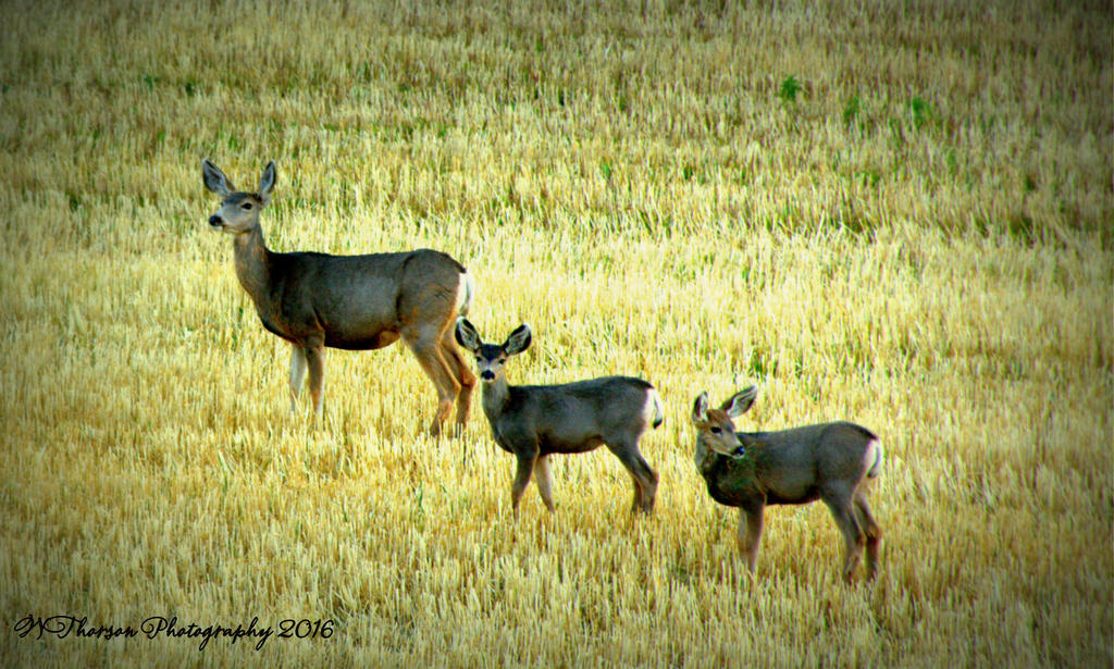 Doe and Two Fawns in Lost Creek Canyon  9-10-2016.jpg