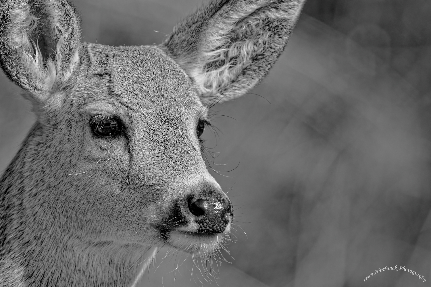 Doe BW1.jpg