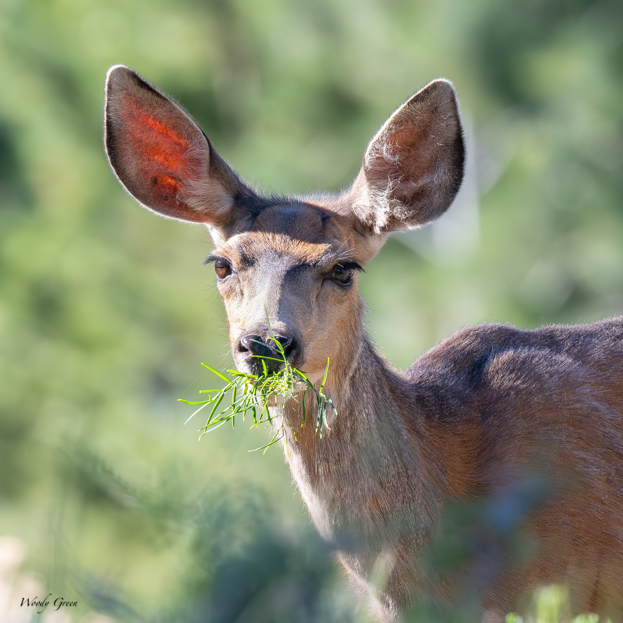 DoeGrass-675.jpg