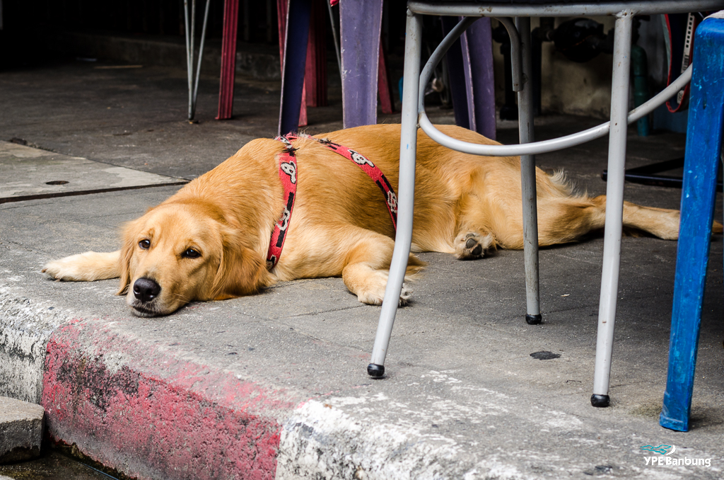 dog-1.jpg
