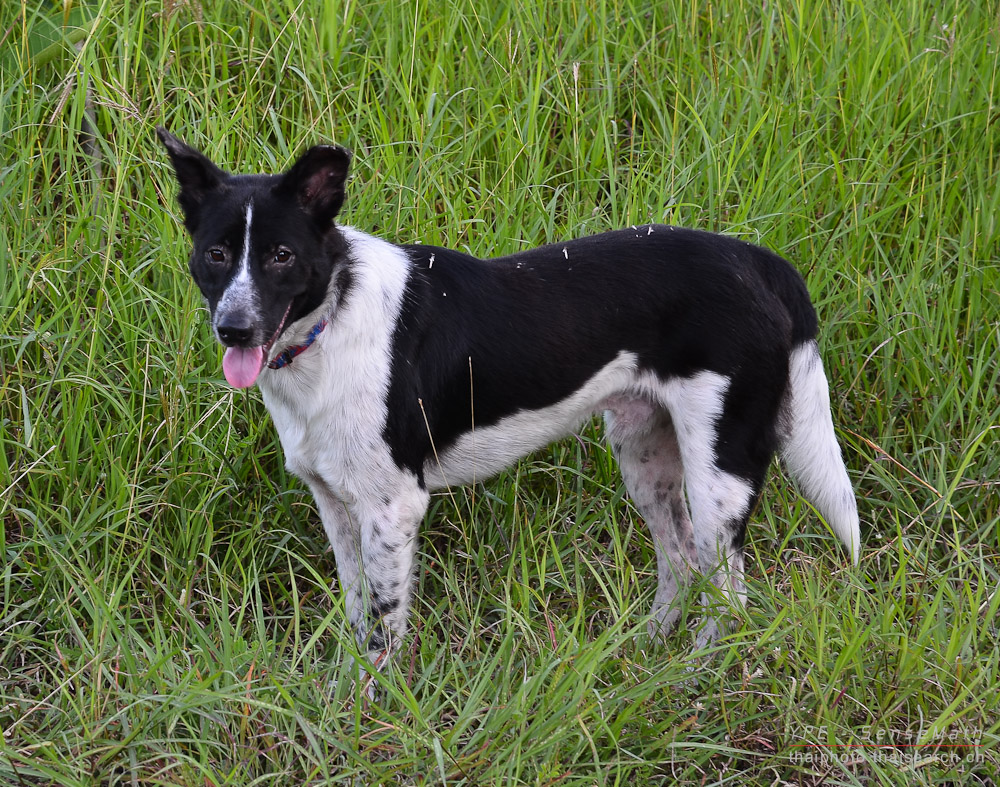 dog-1.jpg
