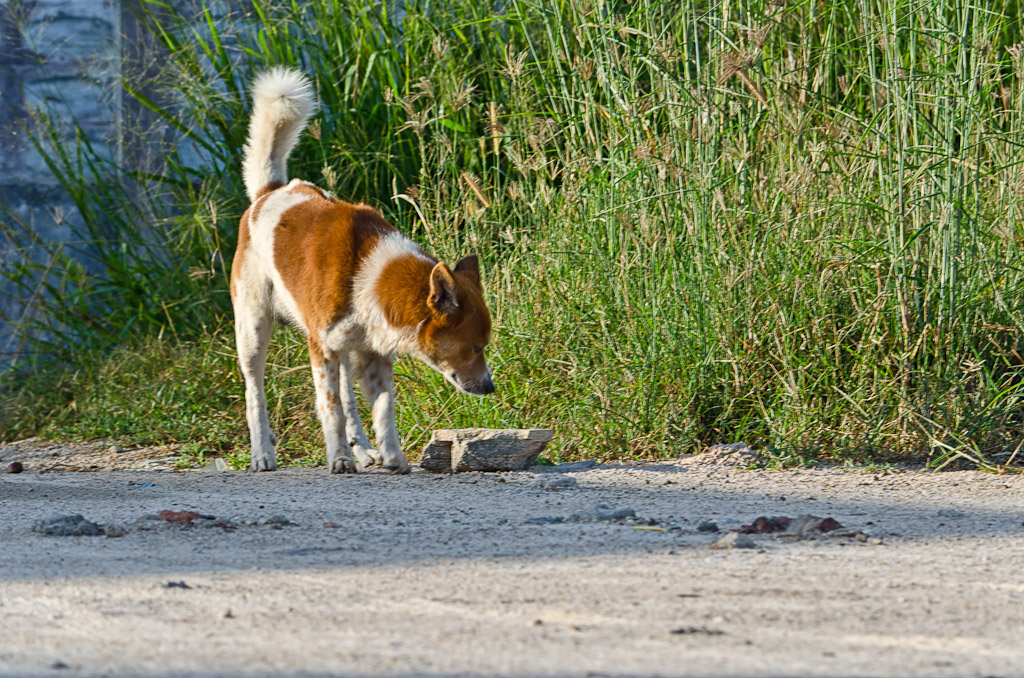 dog-1.jpg