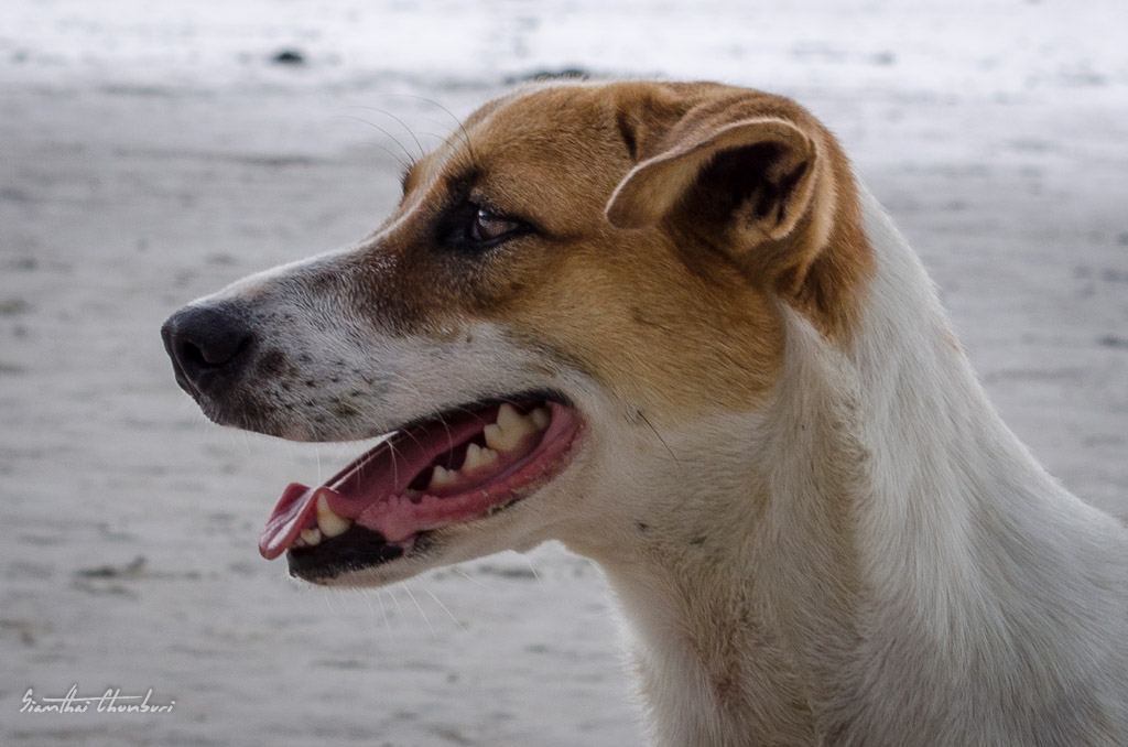dog-beachl-kho-larn.jpg