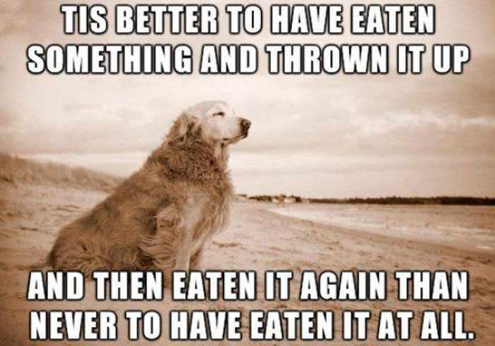 dog chunder.jpg