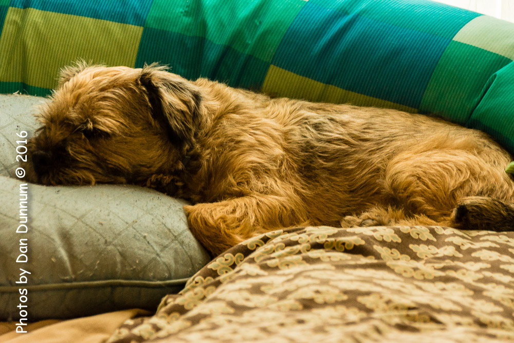 Dog Daze-8068.jpg