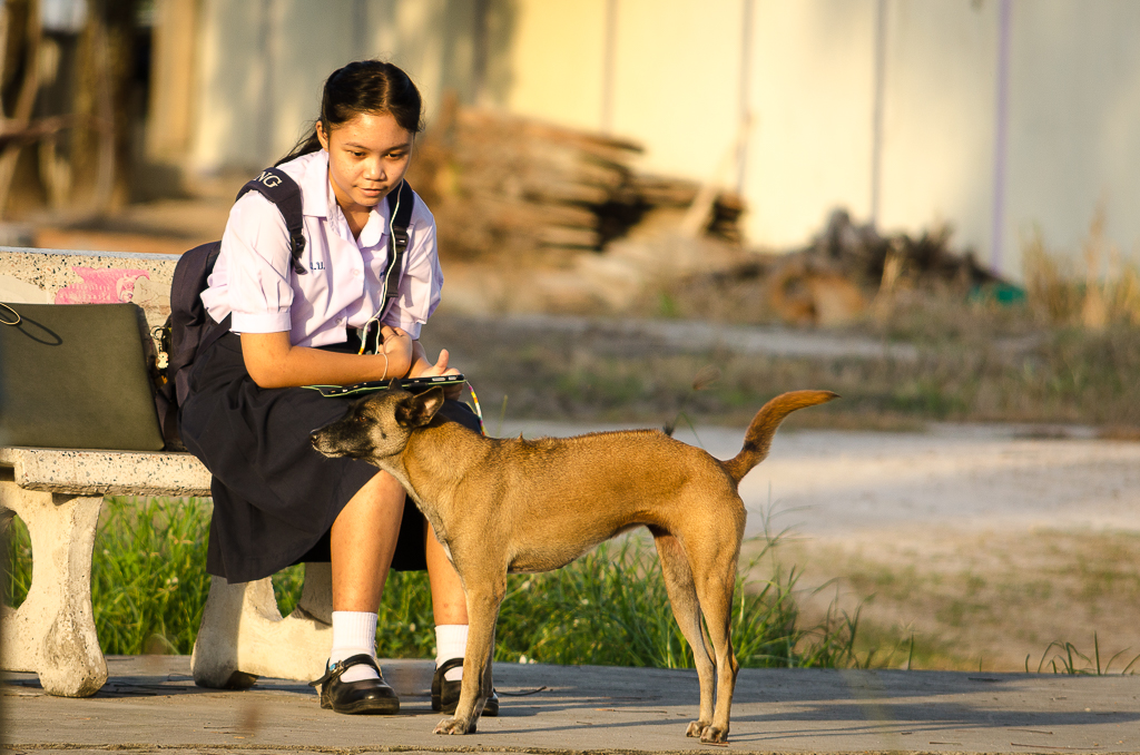 dog-feeding-1.jpg