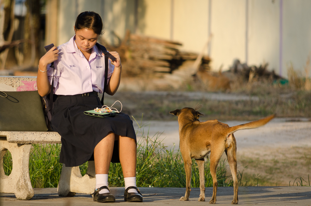 dog-feeding-2.jpg