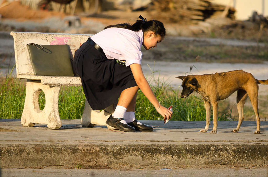 dog-feeding-3.jpg