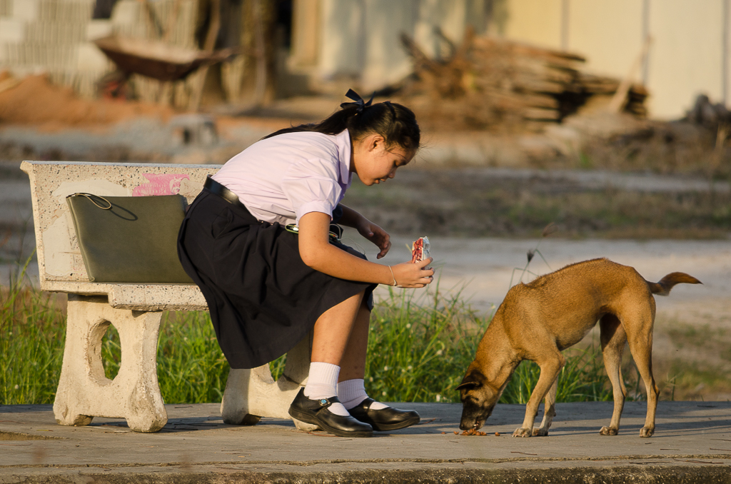 dog-feeding-4.jpg
