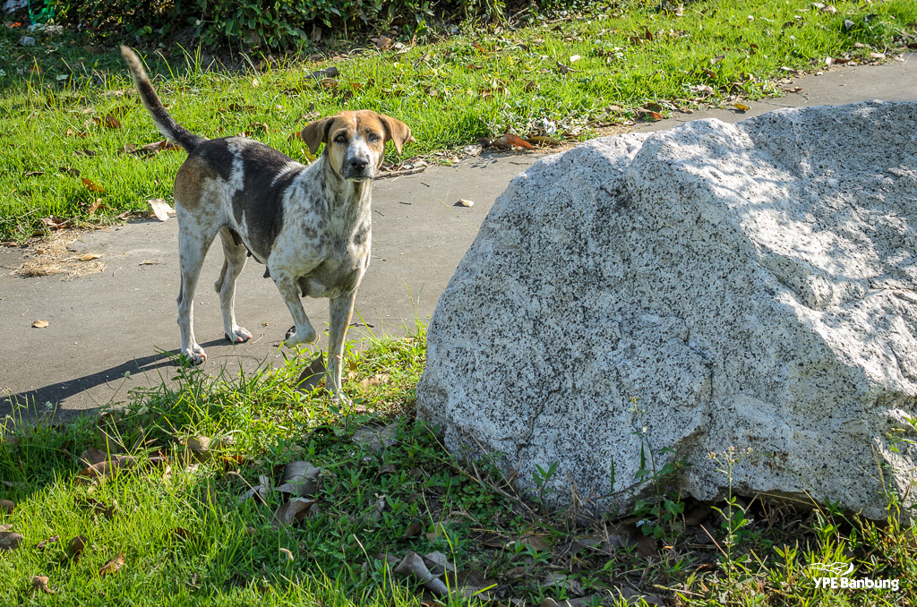 dog-follow-siamthai1-2.jpg