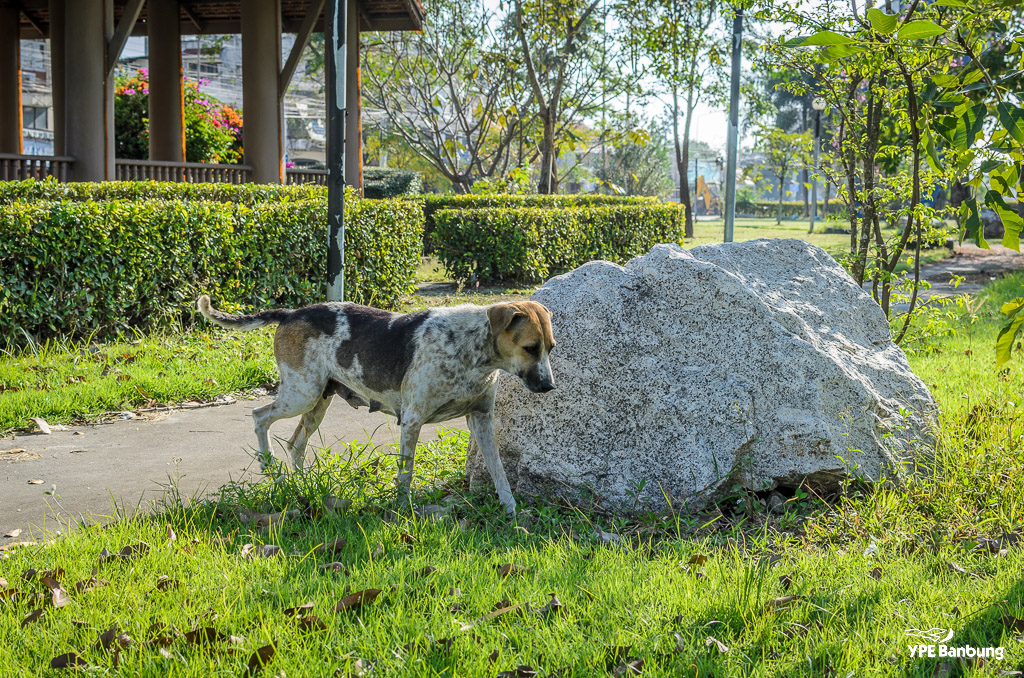 dog-follow-siamthai1-3.jpg