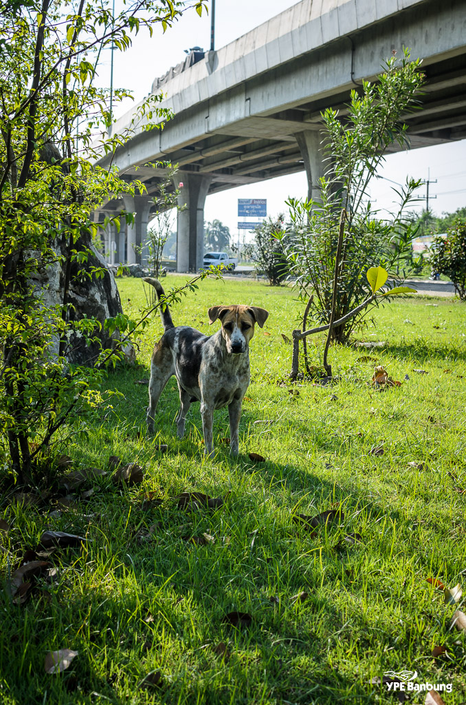 dog-follow-siamthai1-4.jpg