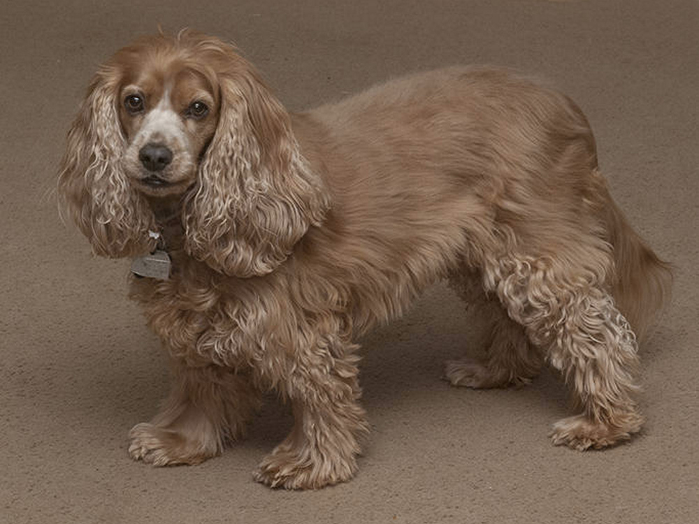 Dog.jpg