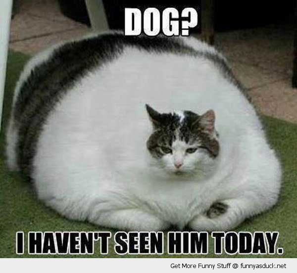 dog.jpg