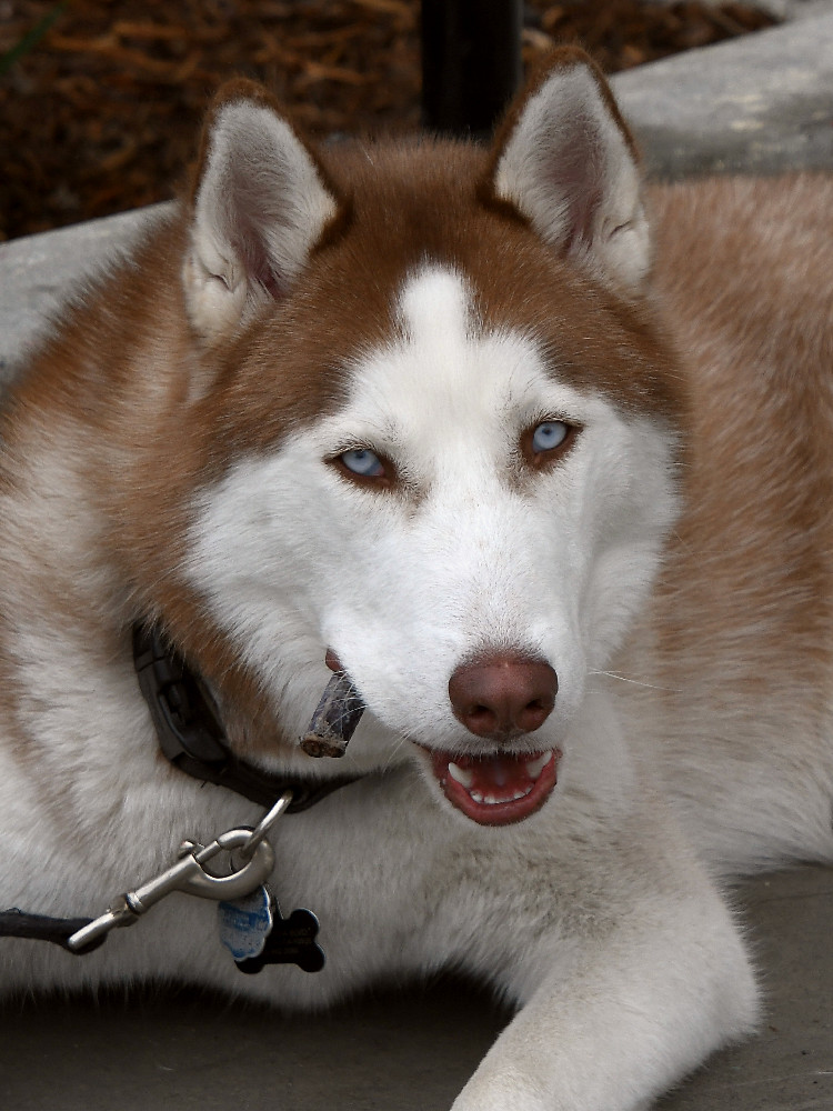 Dog.jpg