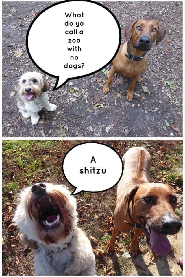dog.jpg