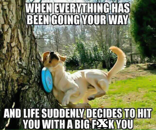 dog.jpg