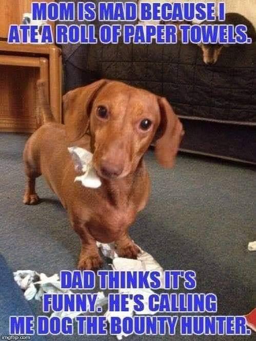 dog.jpg