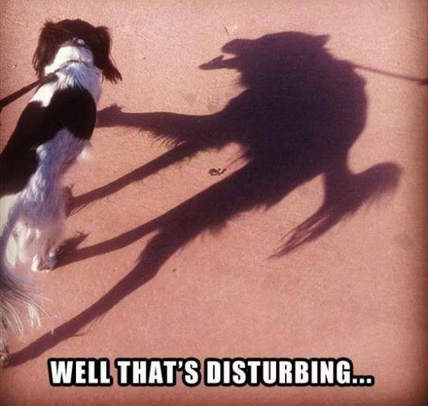 dog.jpg