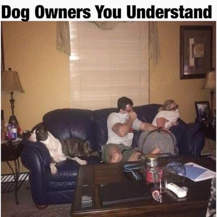 dog.jpg