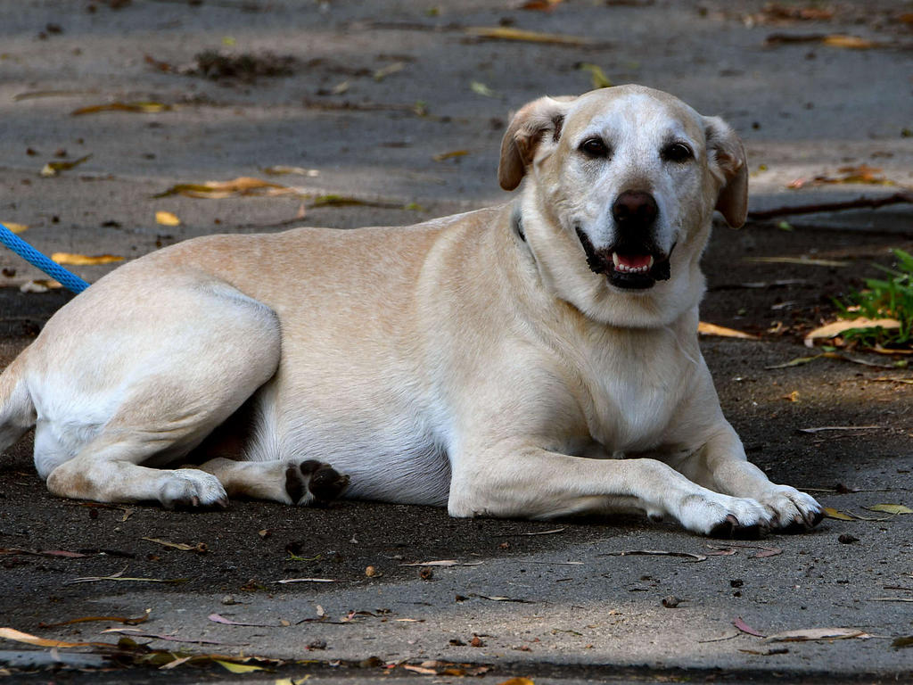 Dog.jpg