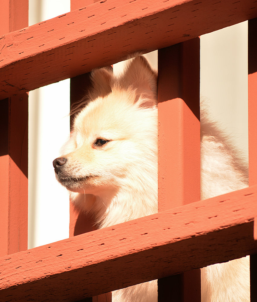 Dog.jpg