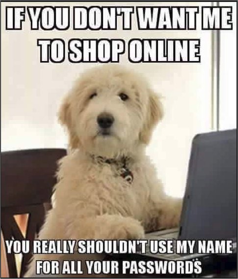 dog majorgeeks.jpg