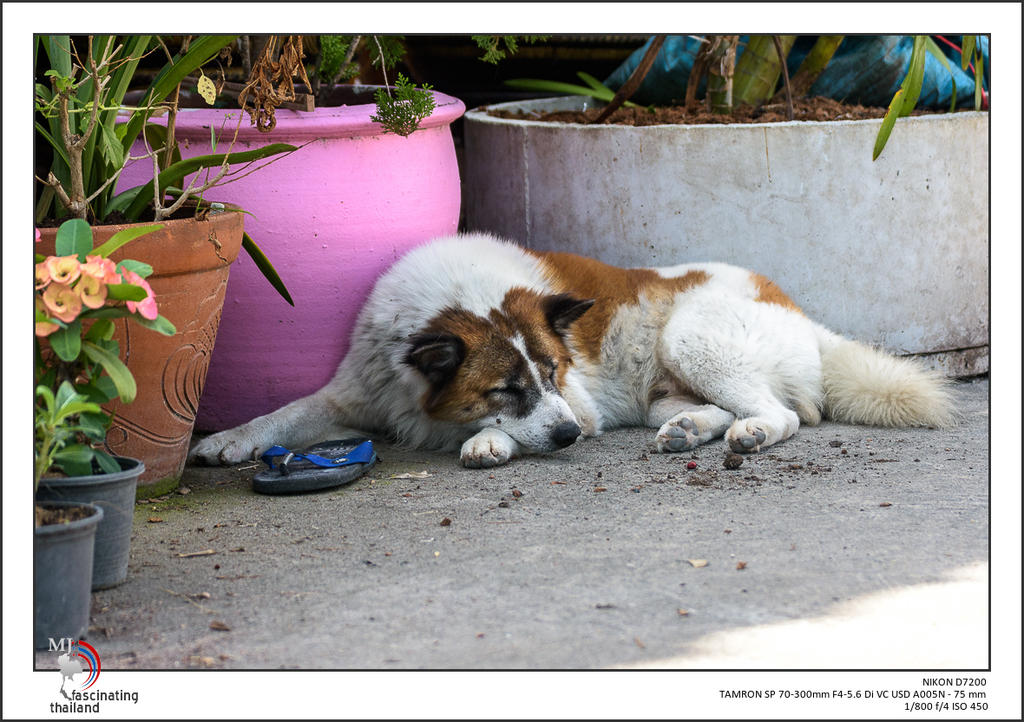 dog-nap-2-2.jpg
