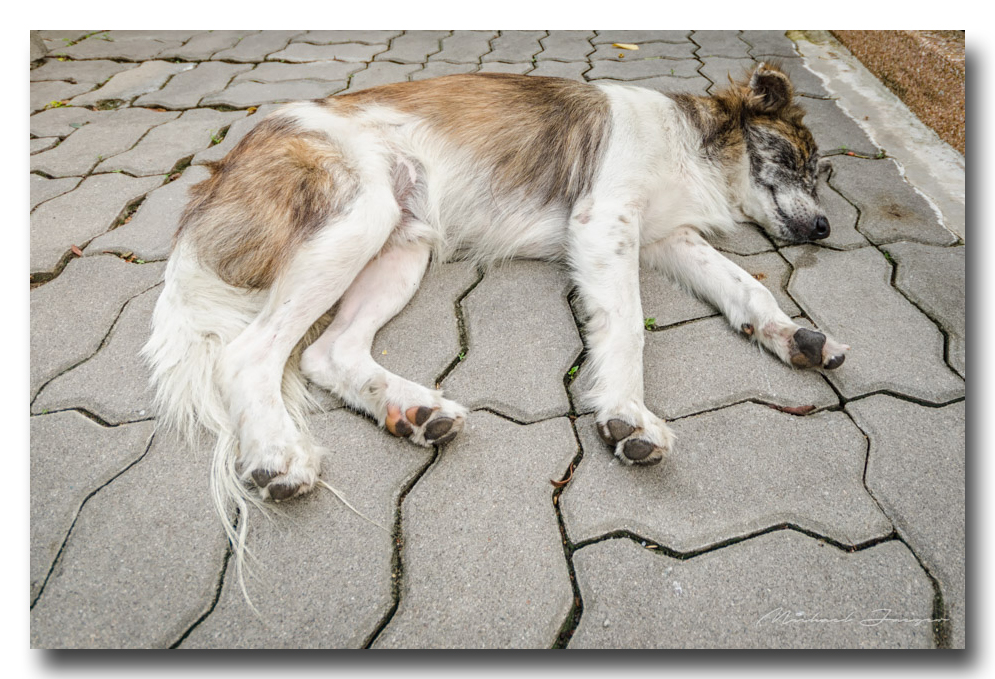 dog-relaxing.jpg