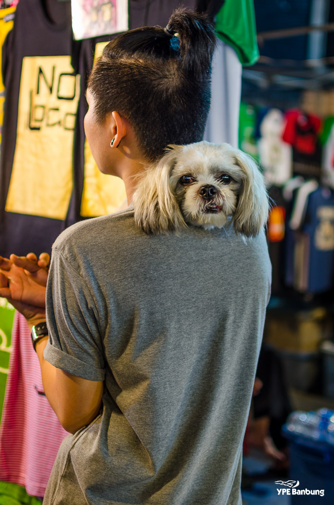dog-shoulder-1.jpg