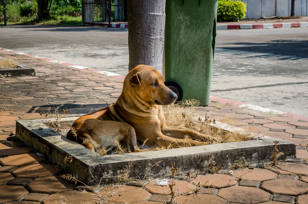 dog-tree-1.jpg