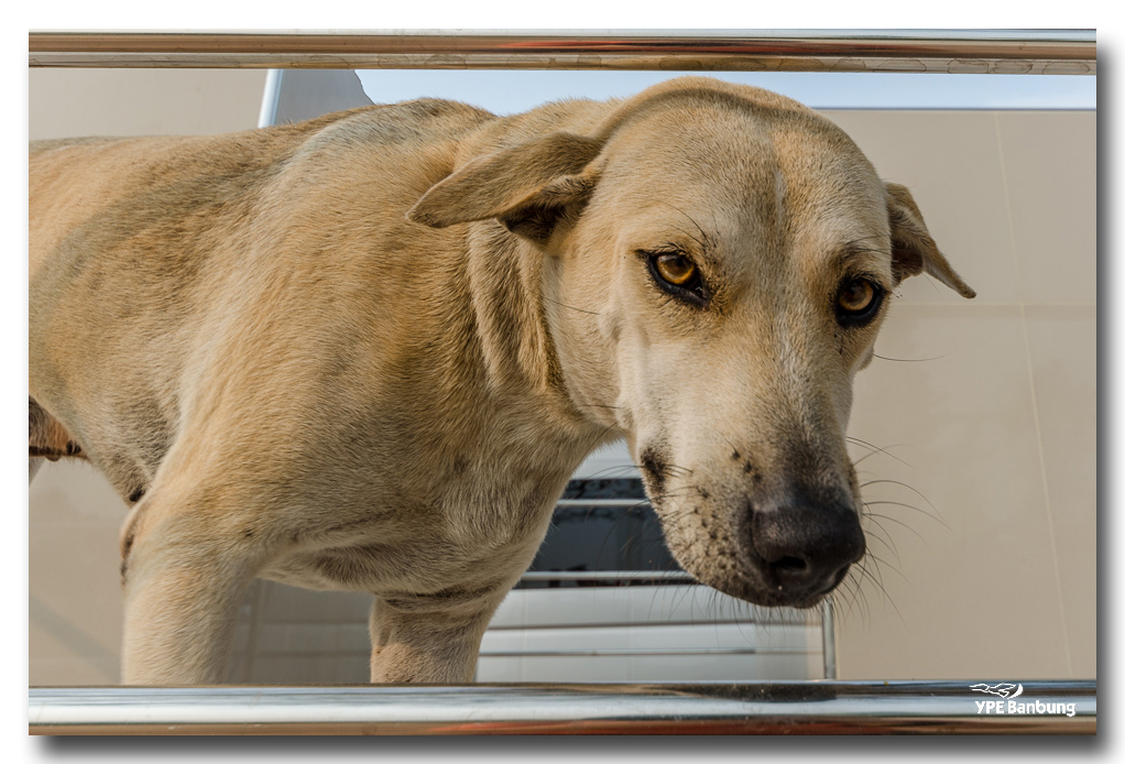 dog-ype-banbung.jpg