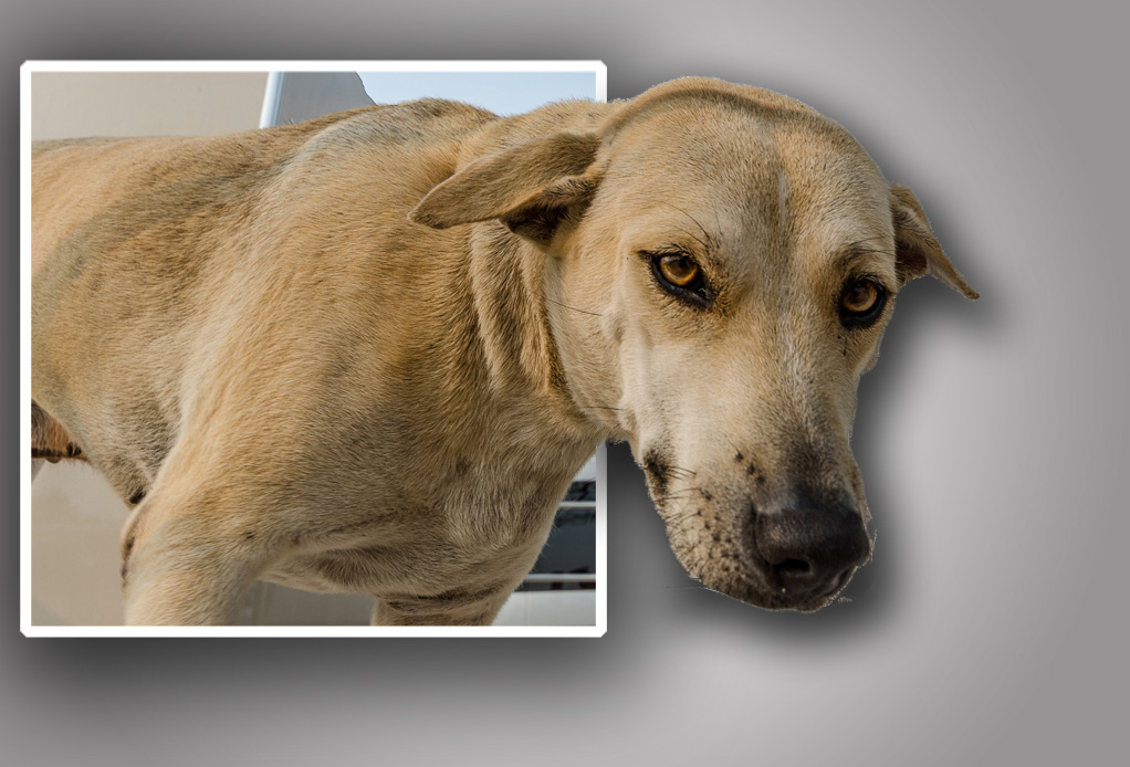 dog-ype-banbung.jpg
