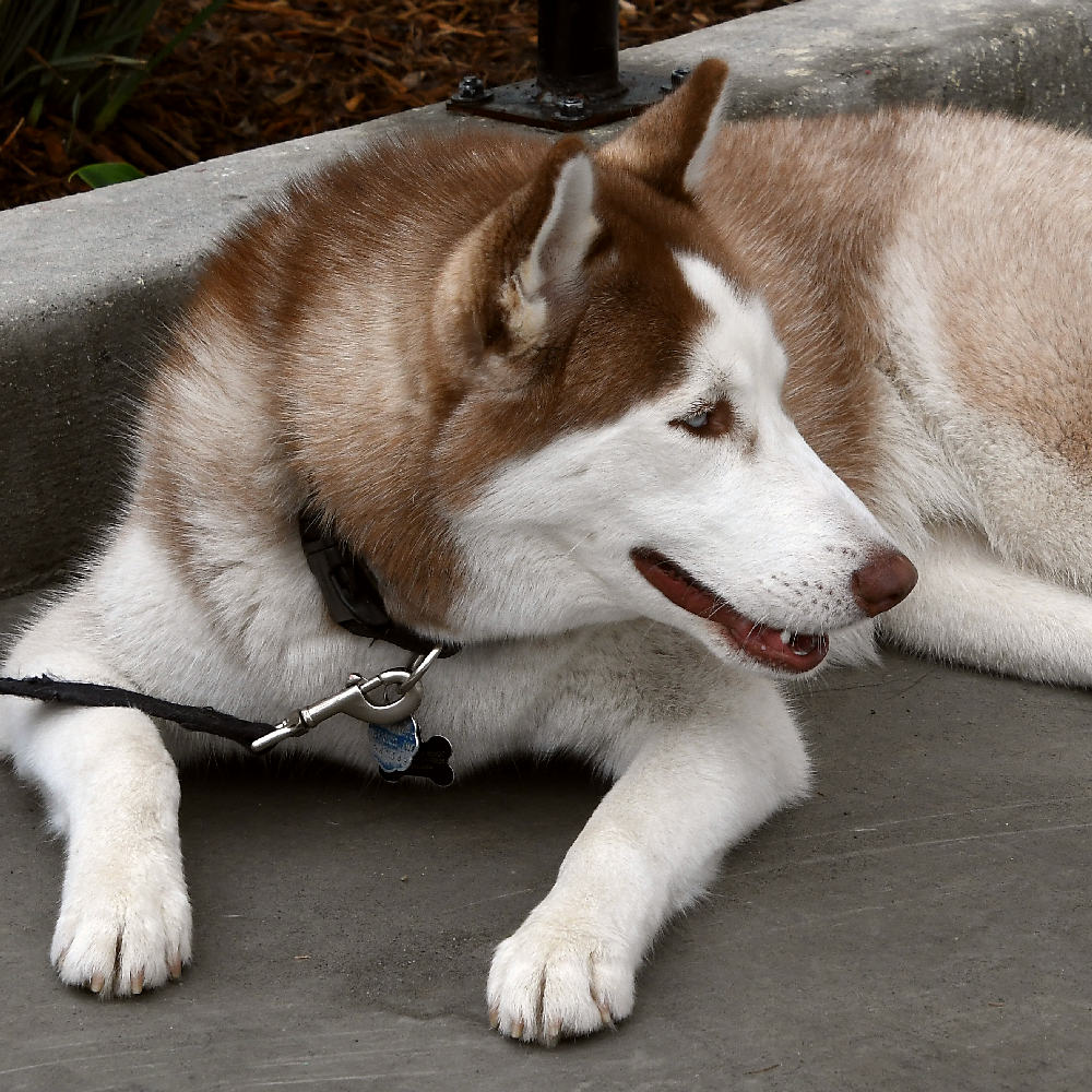 Dog2.jpg