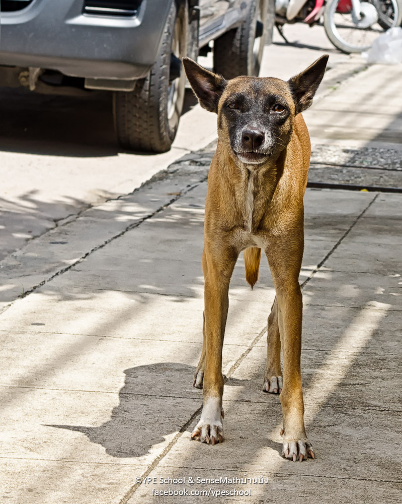 dog50mm-1.jpg