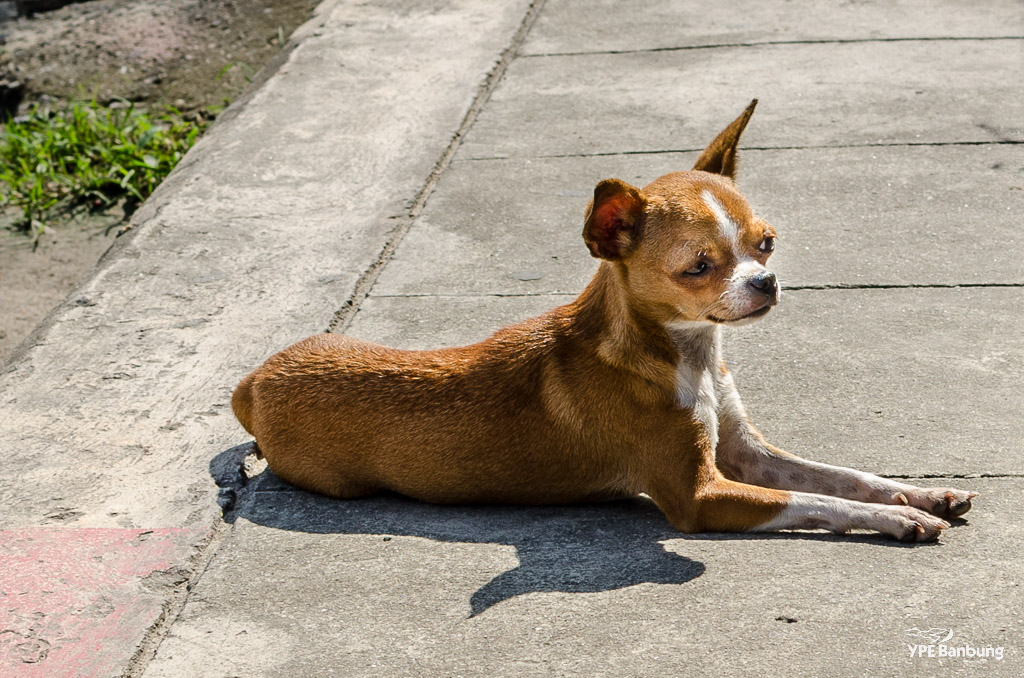 doggy-1.jpg
