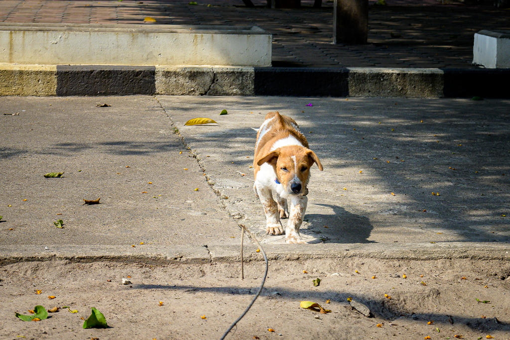 doggy-1.jpg