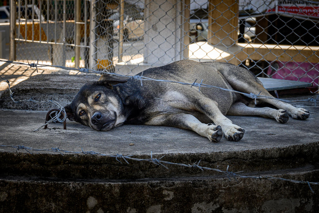 doggy-1.jpg