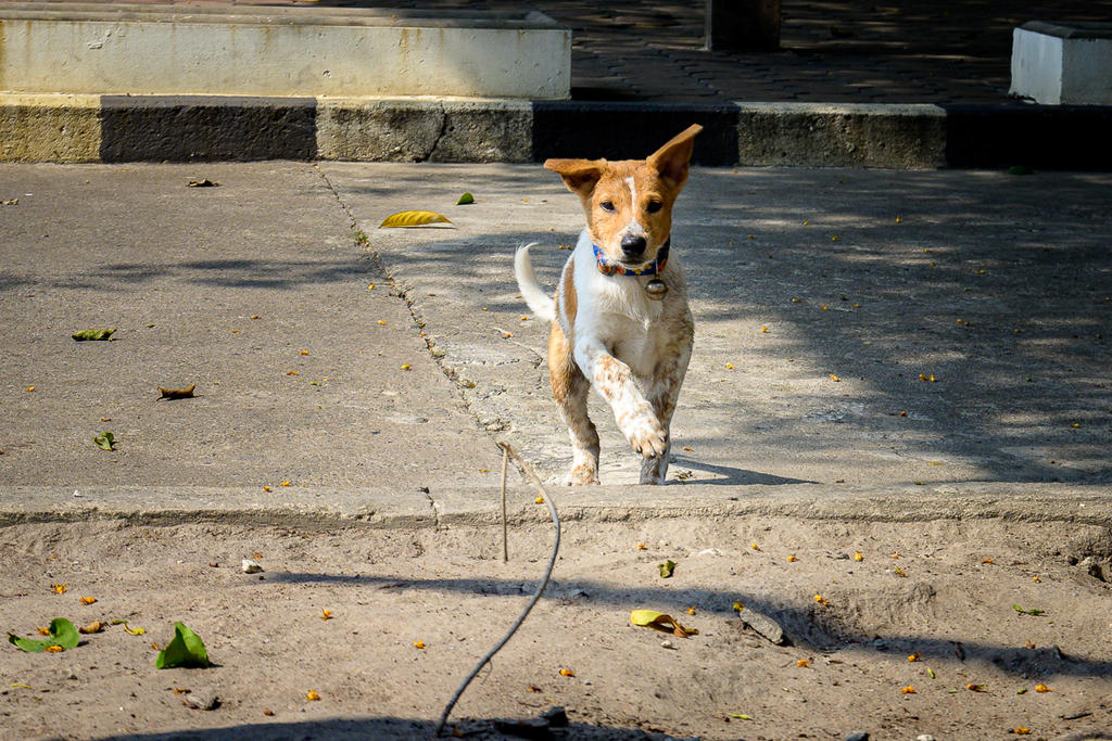 doggy-2.jpg