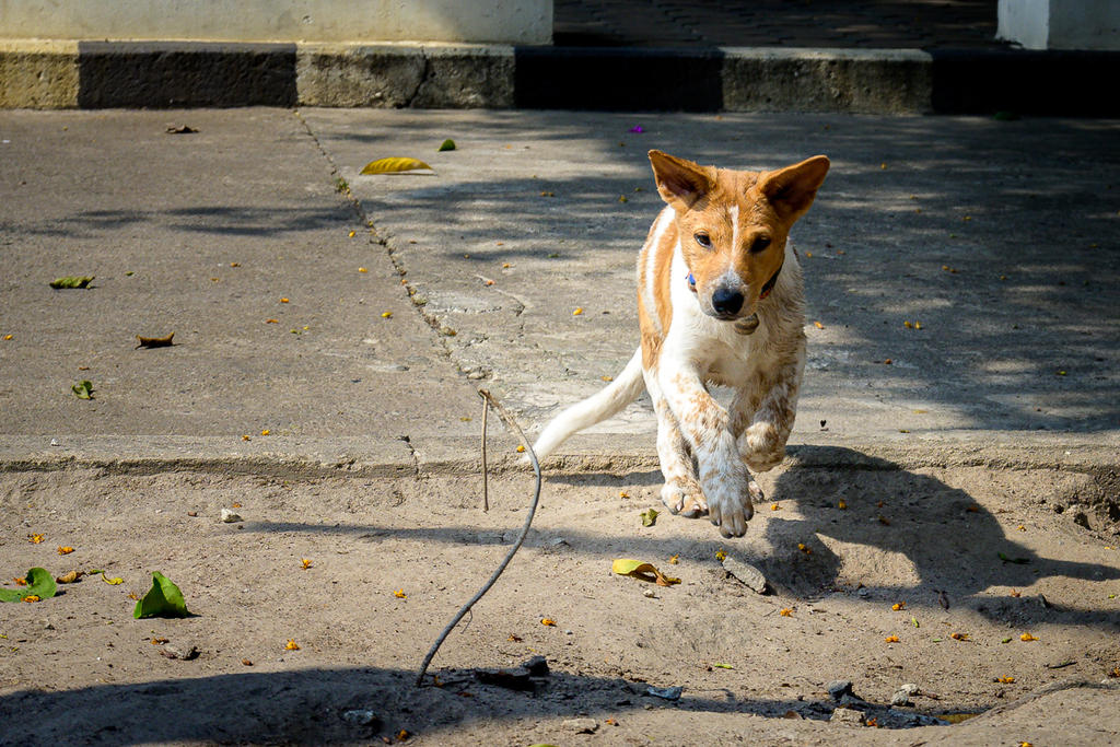 doggy-4.jpg