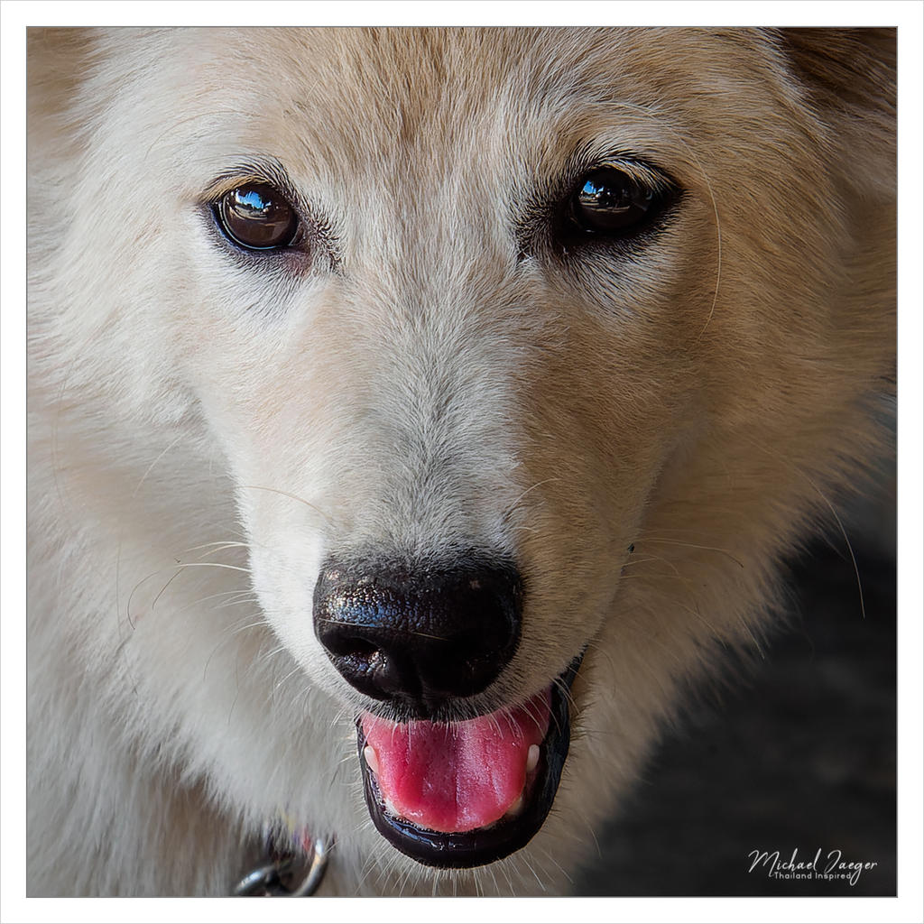 doggy-again-1.jpg