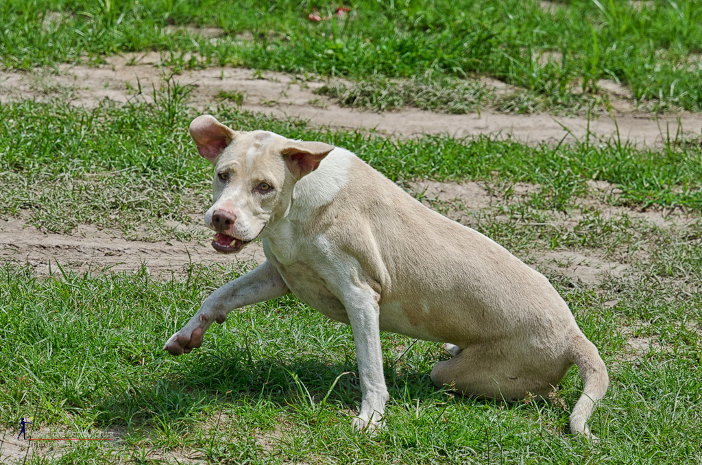 doggy.jpg