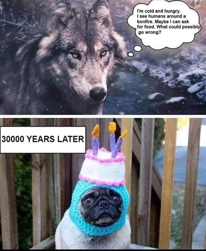 dogmmknm.jpg