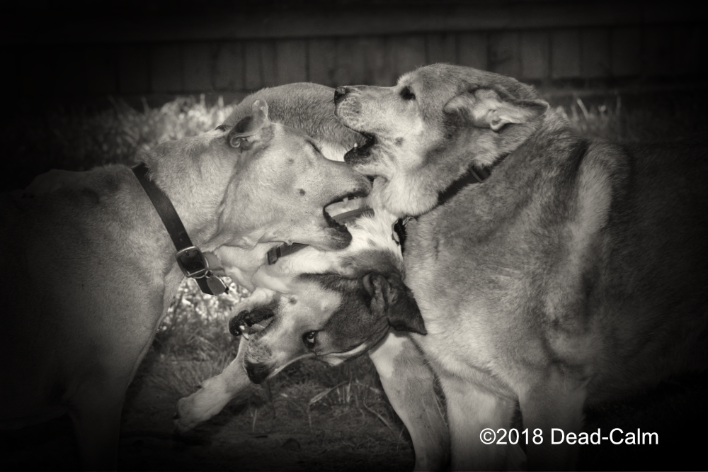 DogPLay500_4753.jpg