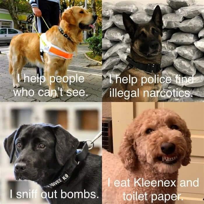 dogs.jpg