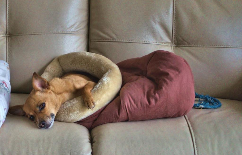dog's life 1200.jpg
