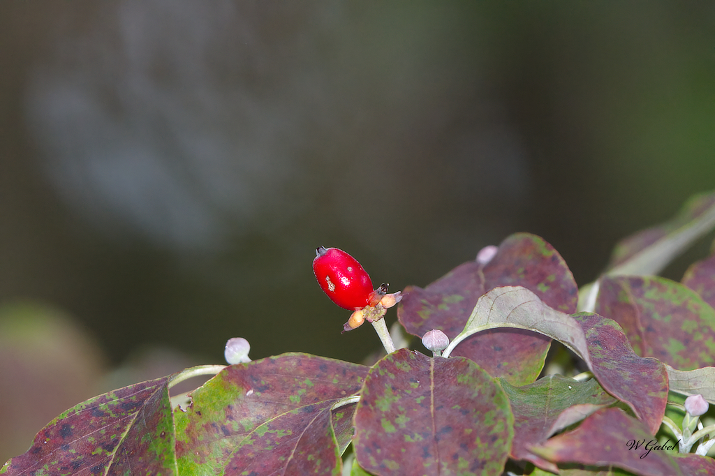 Dogwood berry sm.jpg